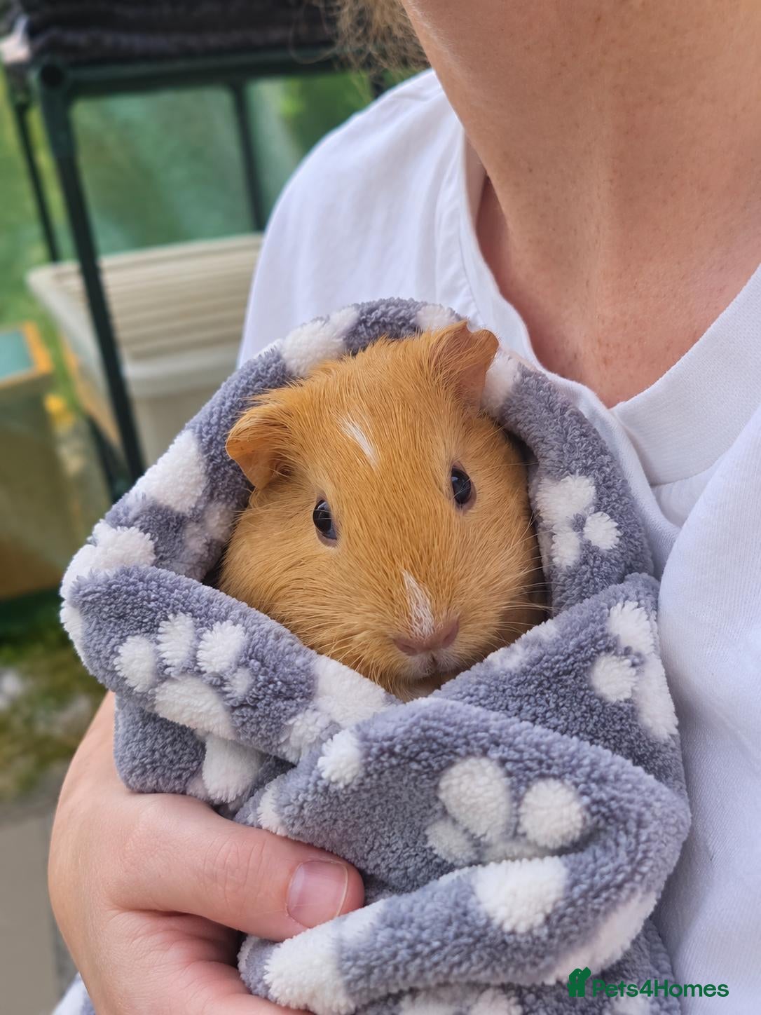 Guinea Pig rodents 🐹 Baby Guinea Pigs 2x Girls 1xBoy 🐹 - Advert 2