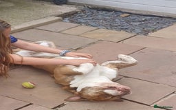 English Bulldog dogs for adoption: BOYE, a Lovely Boy - for a Loving Home - Image 2