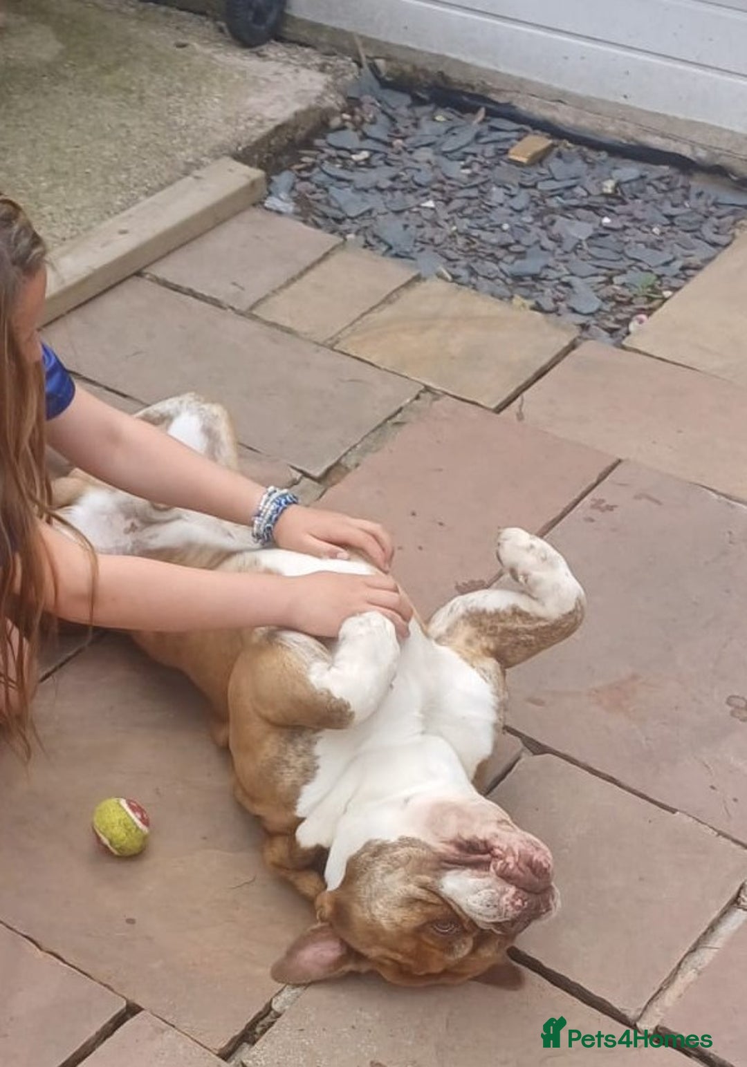 English Bulldog dogs for adoption: BOYE, a Lovely Boy - for a Loving Home - Image 2