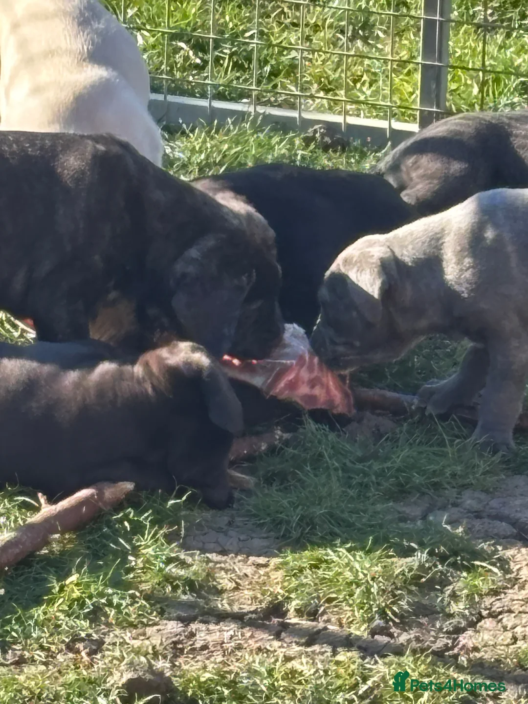 Cane Corso dogs for sale: Uk founder of the CANE CORSO - Advert 2