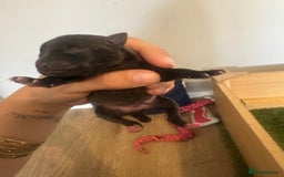 Mixed Breed dogs for sale: Pomeranian x  - Image 3