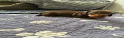 Miniature Dachshund dogs for sale: KC Registered Quality Mini Dachshunds - PRA Clear - Advert 11