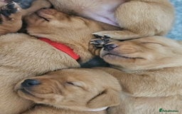 Labrador Retriever dogs for sale: Fox Red Labrador Retriever KC Registered puppies in Wetherby - Image 3
