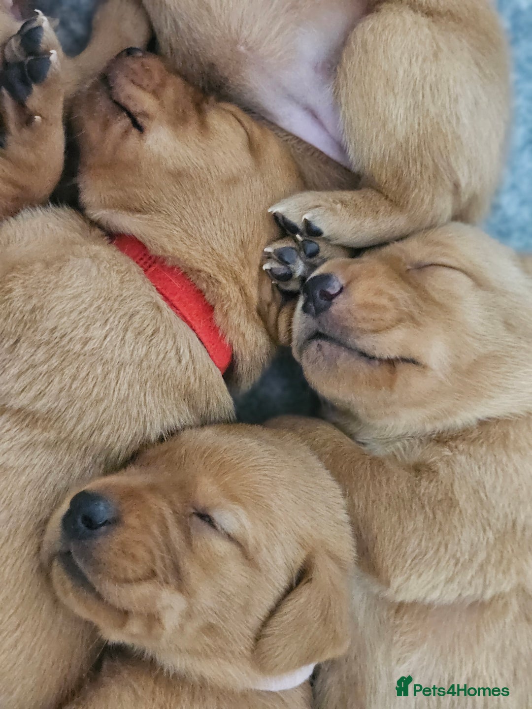 Labrador Retriever dogs for sale: Fox Red Labrador Retriever KC Registered puppies in Wetherby - Image 3