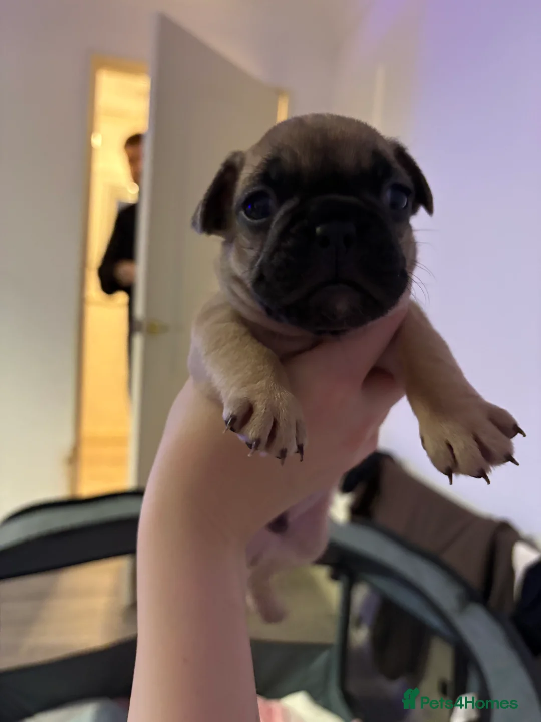 French Bulldog dogs for sale: French Bulldog Puppies - Advert 15