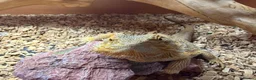 Bearded Dragon reptiles for sale: Bearded Dragon Female  in Cardiff - Advert 4