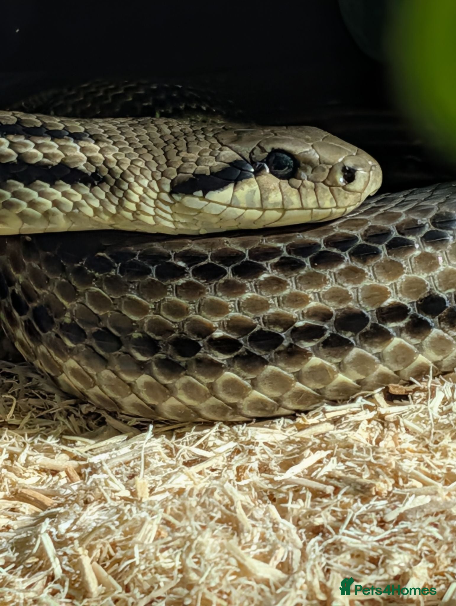 Rat Snake reptiles Rarely Seen European 4 lined  - Advert 6