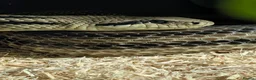 Rat Snake reptiles for sale: Rarely Seen European 4 lined  - Advert 1