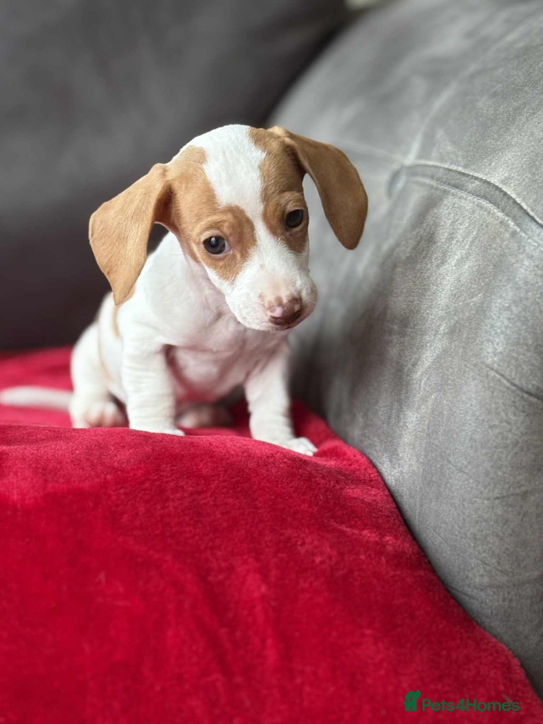 Miniature Dachshund dogs for sale: Beautiful miniature dachshund  - Image 10