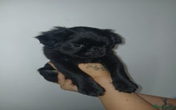 Pug dogs for sale: Pug puppies fluffy ready to leave  in Hemel Hempstead - Image 7