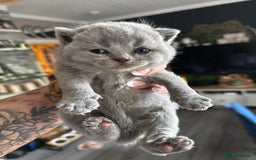 British Shorthair cats for stud: BIG STUD Pedigree British shorthair 😻 - Advert 13