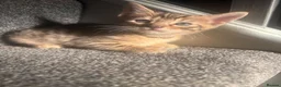 Bengal cats for sale: 🐾Stunning Bengal Kittens ready for Loving Homes🐾 - Advert 28