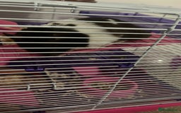 Hamster rodents for sale: Black & white hamster - Image 2