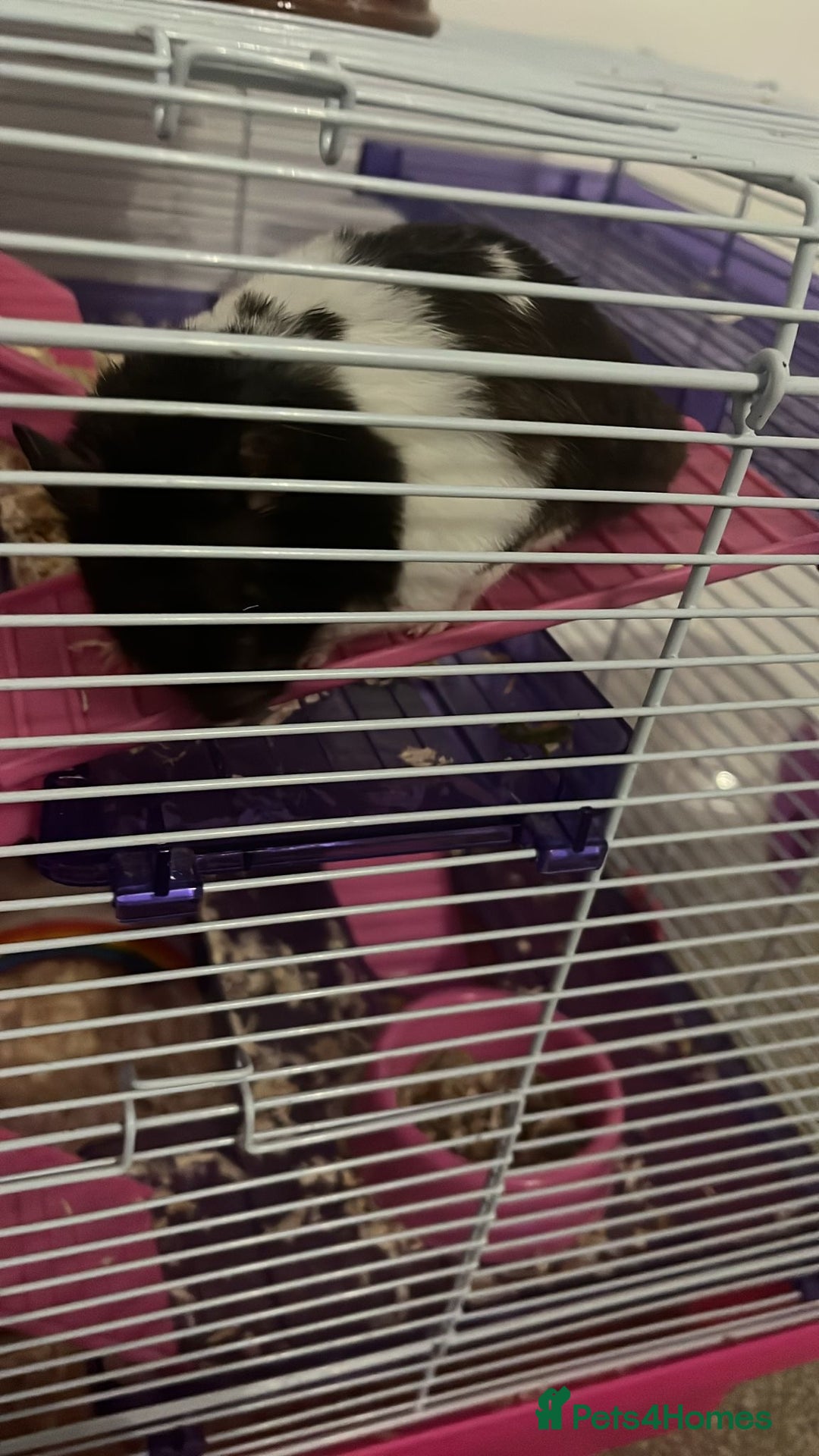Hamster rodents for sale: Black & white hamster - Image 2