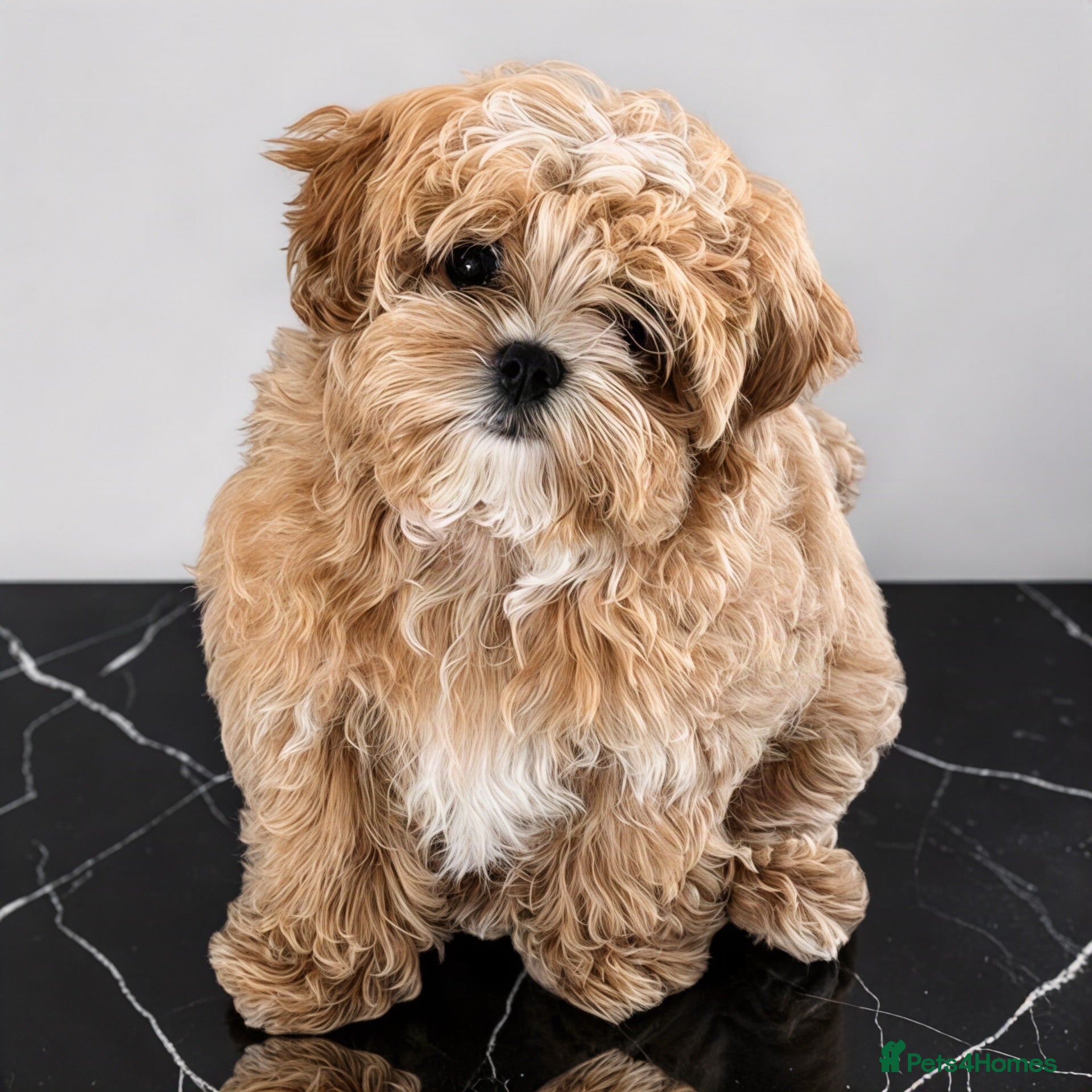 Maltipoo dogs 💖Last Girl Quality Asian Maltipoo DNA clear💎🧸   - Advert 1