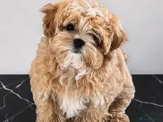 Maltipoo dogs 💖Last Girl Quality Asian Maltipoo DNA clear💎🧸 - Advert 1