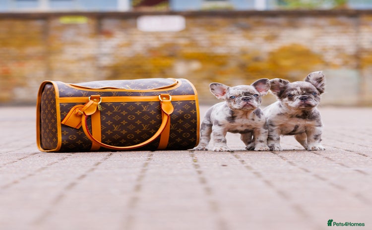 French Bulldog dogs - Advert 3