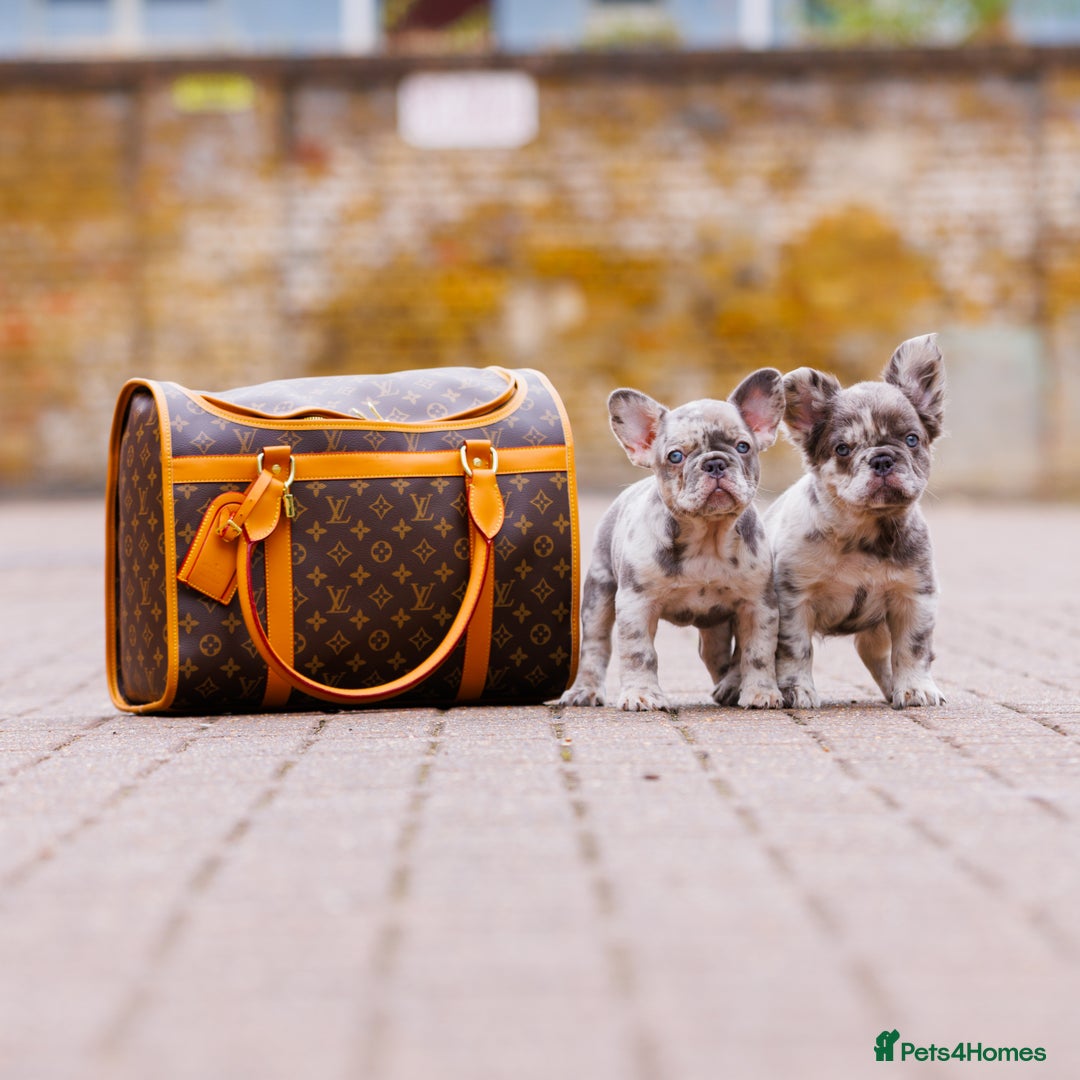 French Bulldog dogs for sale: Top girls ready to leave  - Image 4
