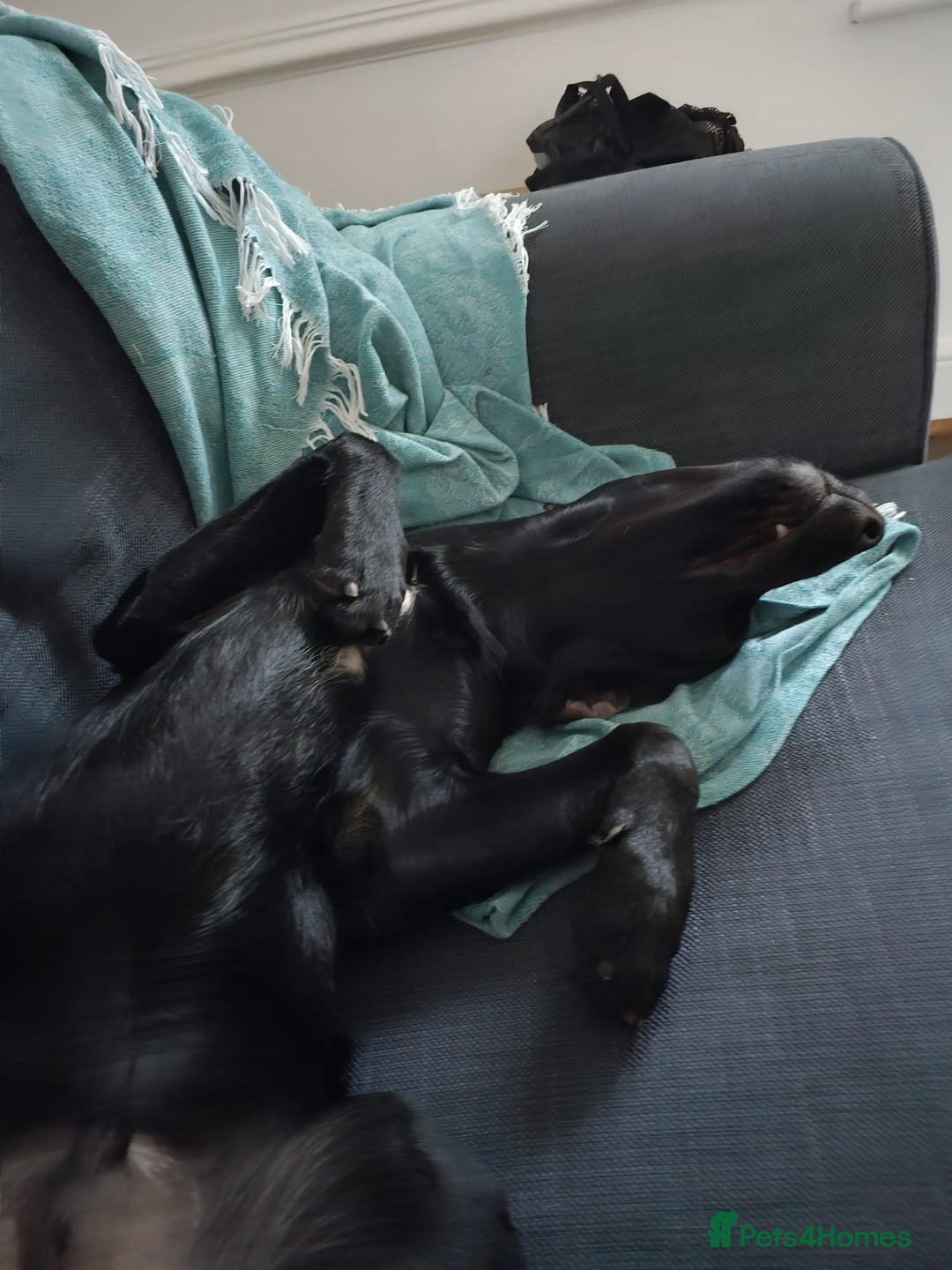 Springador dogs for sale: Springador male 6 months old.  - Image 8