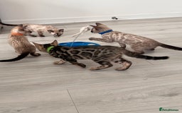 Bengal cats for sale: Stunning full pedigree bengal kittens  - Image 8
