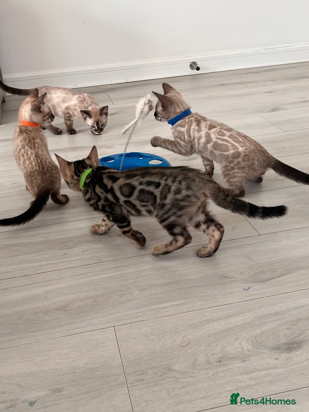 Bengal cats for sale: Stunning full pedigree bengal kittens  - Image 8