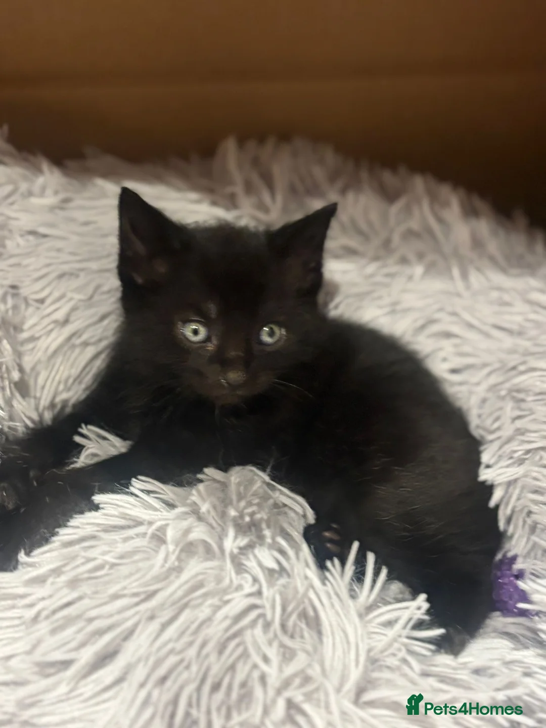 Domestic Shorthair cats for sale: Litter of kittens - Advert 15