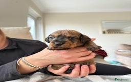 Miniature Dachshund dogs for sale: Supreme KC Miniature Wirehaired Dachshunds! - Advert 8