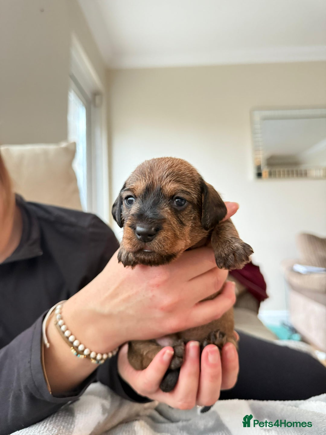 Miniature Dachshund dogs for sale: Supreme KC Miniature Wirehaired Dachshunds! - Advert 8