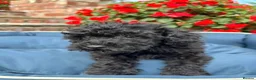 Toy Poodle dogs for sale: Stunning toy poodles!!! - Advert 5
