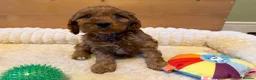 Cavapoo dogs for sale: Dad Red F1 Cavapoo Puppies  - Advert 7