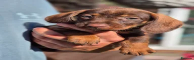Dachshund 6