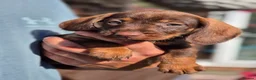 Dachshund dogs for sale: Wirehaired dachshund teckel pups in Crook - Advert 8