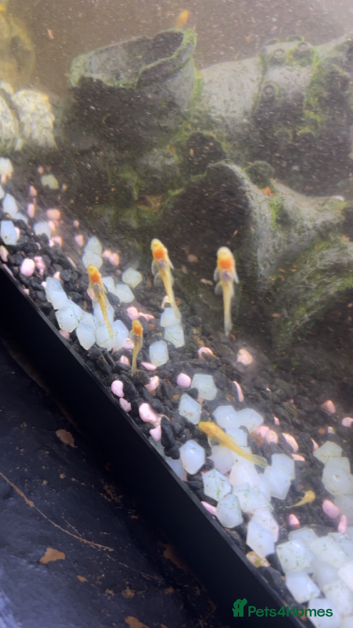 Plecos fish yellow albinos & black bristle nose plecos  - Advert 2