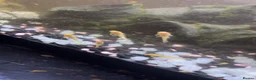 Plecos fish for sale: yellow albinos & black bristle nose plecos  in Milton Keynes - Advert 1