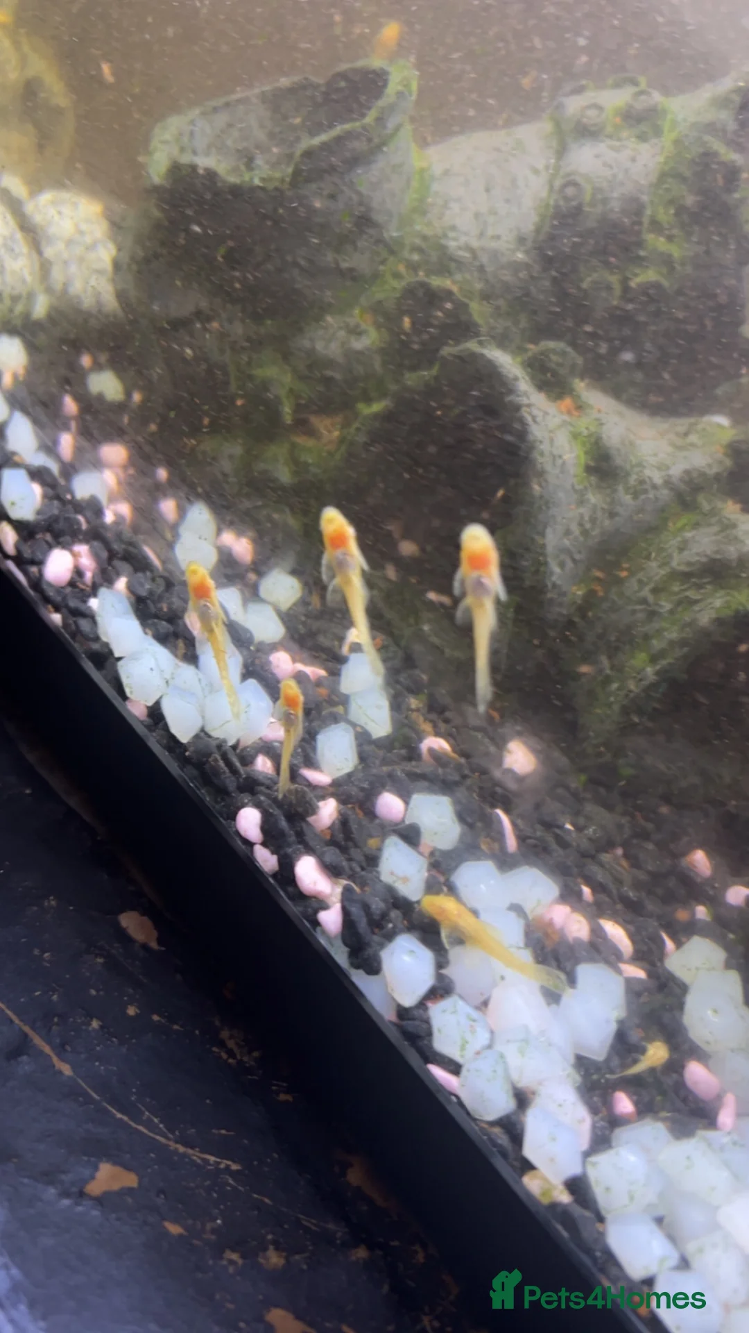 Plecos fish for sale: yellow albinos & black bristle nose plecos  in Milton Keynes - Advert 1