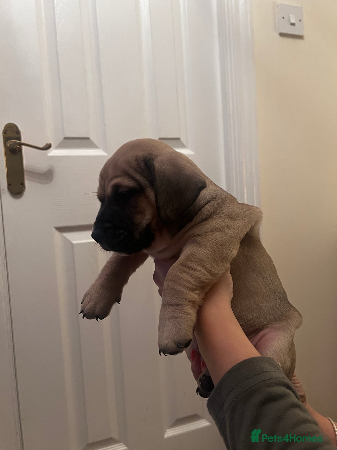 Mixed Breed dogs for sale:  Last 2 girls READY NOW! Rare English Bulldach - Advert 33