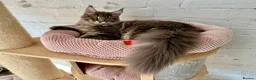 Maine Coon cats for sale: Pedigree Massive TICA registered kittens  - Advert 22