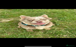 French Bulldog dogs for sale: ⭐️ CREED ⭐️ Looking for a loving home  - Image 3