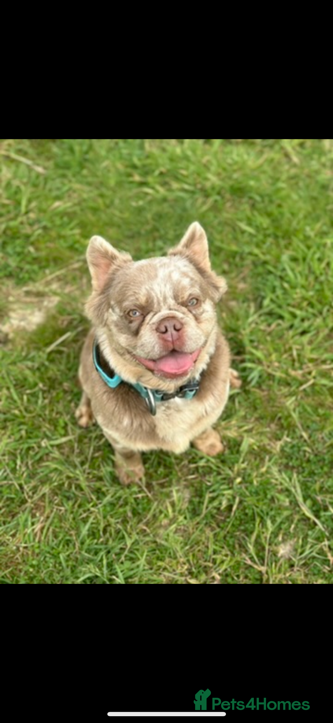 French Bulldog dogs for sale: ⭐️ CREED ⭐️ Looking for a loving home  - Image 3
