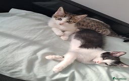 Mixed Breed cats for sale: 2 beautiful boys - Image 2