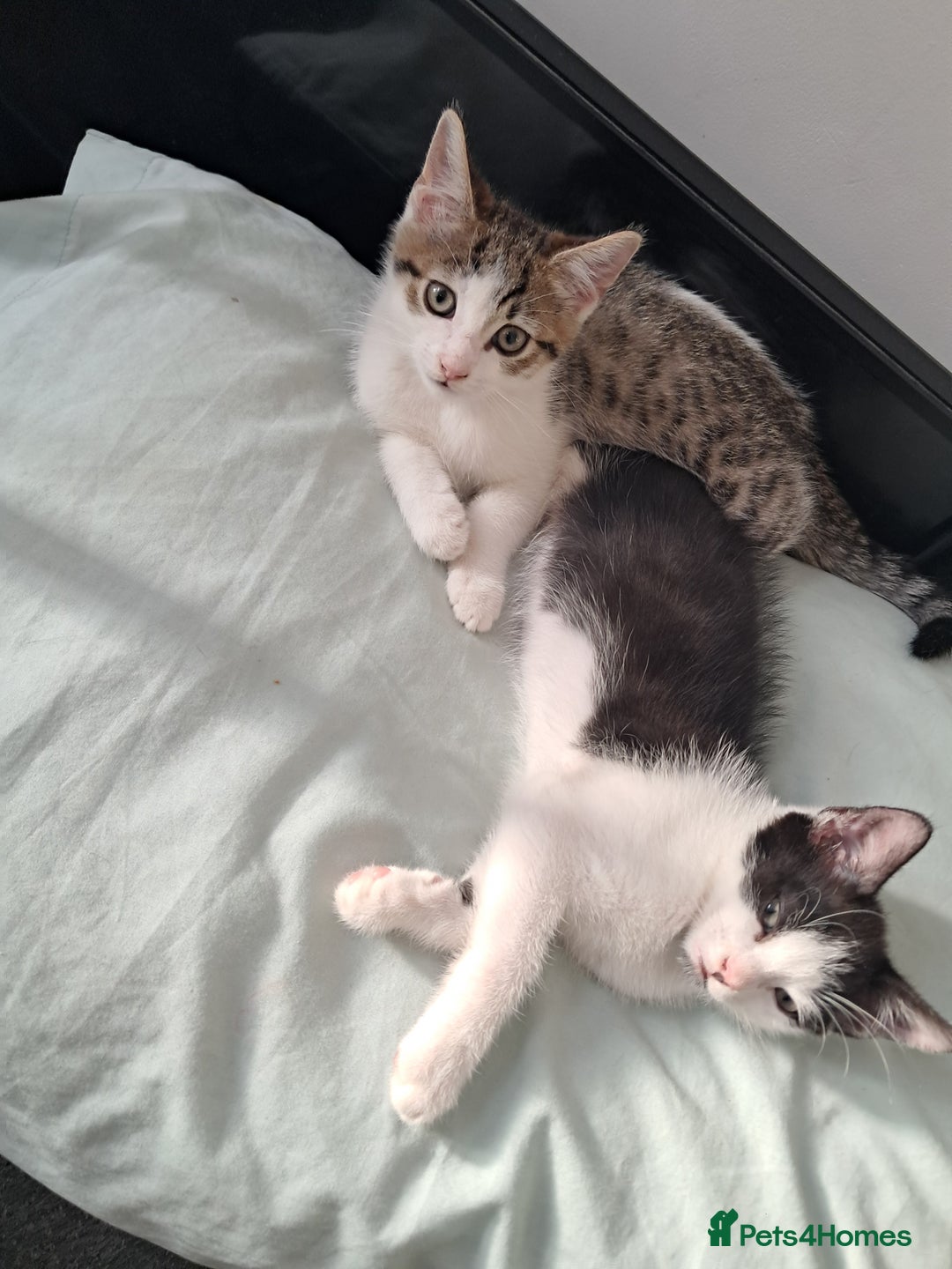 Mixed Breed cats for sale: 2 beautiful boys - Image 2