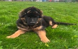 German Shepherd dogs for sale: Top Quality GSD puppies available  - Image 3