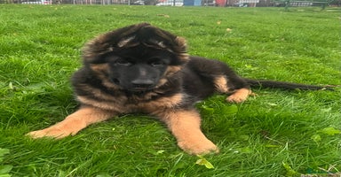 German Shepherd dogs - Advert 16