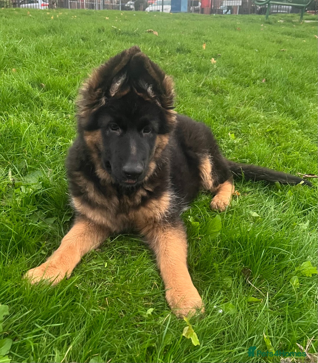 German Shepherd dogs for sale: Top Quality GSD puppies available  - Image 3