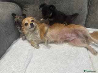 Chihuahua dogs chihuahuas puppies for sale - Advert 20