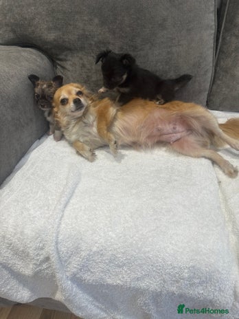 Chihuahua dogs chihuahuas puppies for sale - Advert 1