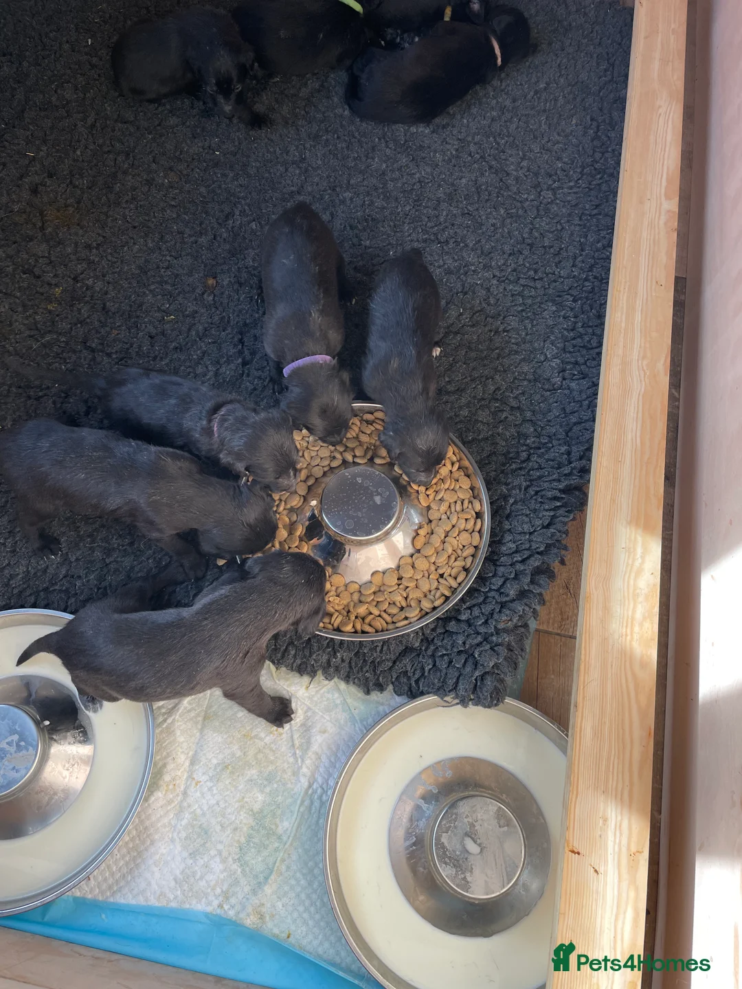 Mixed Breed dogs for sale: Bedlington Whippet puppies - Advert 2