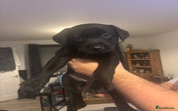 Labrador Retriever dogs for sale: Labrador Puppies  - Image 9