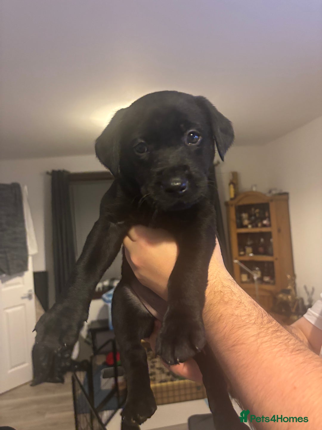 Labrador Retriever dogs for sale: Labrador Puppies  - Image 9