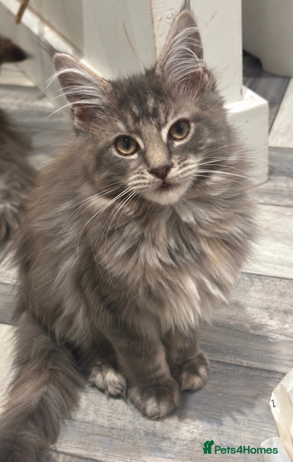 Maine Coon cats for sale: TICA Reg’d MaineCoon Kittens–Cream&Torbie-RoKits - Advert 3